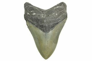 Serrated, Fossil Megalodon Tooth - North Carolina #365994