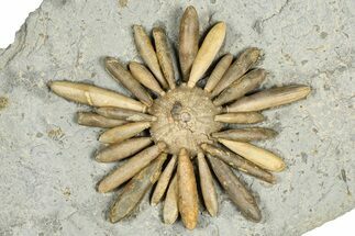 Jurassic Club Urchin (Asterocidaris) - Boulemane, Morocco #366915