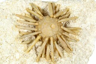 Cretaceous Fossil Urchin (Salenia) - Missour, Morocco #366921
