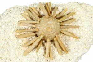 Great Goniopygus Urchin - Talsint, Morocco (#4089) For Sale