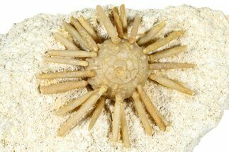Cretaceous Fossil Urchin (Salenia) - Missour, Morocco #366924