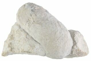 Reptile, Amphibians & Synapsids For Sale