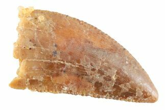 Serrated Raptor Tooth - Real Dinosaur Tooth #364797