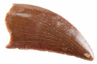 Serrated Raptor Tooth - Real Dinosaur Tooth #364802