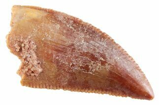 Serrated Raptor Tooth - Real Dinosaur Tooth #364815