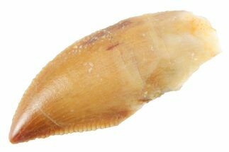 Serrated Raptor Tooth - Real Dinosaur Tooth #364816