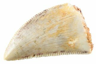 Serrated Raptor Tooth - Real Dinosaur Tooth #364817