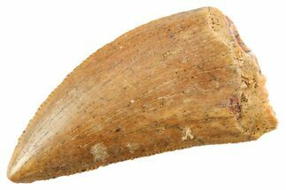 Serrated Raptor Tooth - Real Dinosaur Tooth #364826