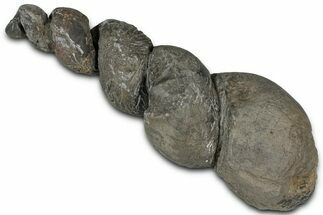 Devonian Fossil Gastropod Internal Mold - Issoumour, Morocco #221113