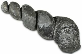 Devonian Fossil Gastropod Internal Mold - Issoumour, Morocco #221115