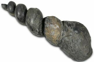 Devonian Fossil Gastropod Internal Mold - Issoumour, Morocco #221116