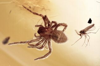 Fossil Spider (Araneae) & True Midge (Chironomidae) In Baltic Amber #367240