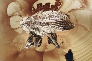 Fossil Backward-Nosed Weevil (Cryptorhynchinae) in Baltic Amber - Rare #367263