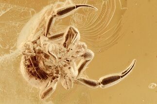 Large Fossil Pseudoscorpion (Pseudoscorpiones) In Baltic Amber #367282