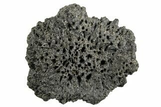 Fossil Glyptodont (Glyptotherium) Bony Armor Osteoderm - Florida #351076