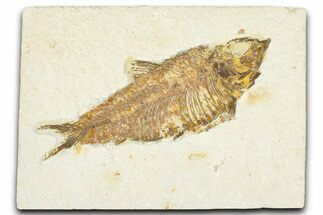 Detailed Fossil Fish (Knightia) - Wyoming #367457