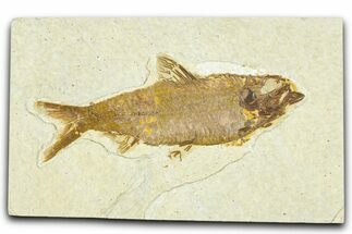 Detailed Fossil Fish (Knightia) - Wyoming #367460