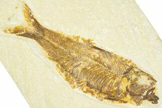 Detailed Fossil Fish (Knightia) - Wyoming #367462
