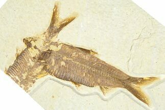 Detailed Fossil Fish (Knightia) - Wyoming #367476