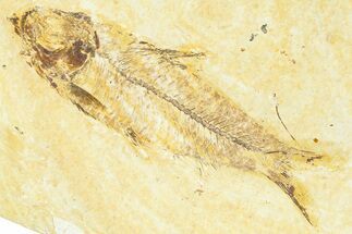 Detailed Fossil Fish (Knightia) - Wyoming #367485