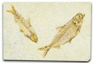 Plate With Two Fossil Fish (Knightia) - Wyoming #367488