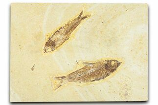 Plate With Two Fossil Fish (Knightia) - Wyoming #367492