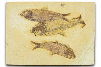 Plate of Three Fossil Fish (Knightia & Diplomystus) - Wyoming #367495