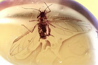 Detailed Fossil Winged Aphid (Aphidoidea) in Baltic Amber #367394