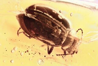 Detailed Fossil Marsh Beetle (Scirtidae) in Baltic Amber #367396