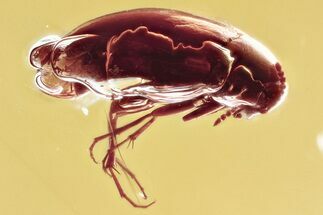 Detailed Fossil False Flower Beetle (Anaspidinae) in Baltic Amber #367407
