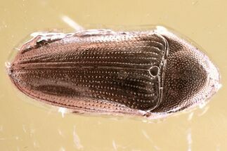 Detailed Fossil False Click Beetle (Throscidae) in Baltic Amber #367410
