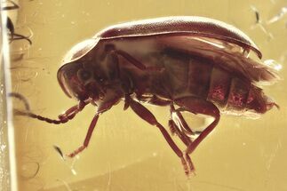 Detailed Fossil Marsh Beetle (Scirtidae) in Baltic Amber #367416