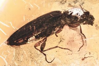 Detailed Fossil Click Beetle (Elateridae) in Baltic Amber #367422