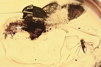 Detailed Fossil Checkered Beetle Larva & True Midge in Baltic Amber #367424