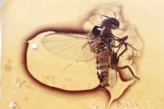 Detailed Fossil Black Fly (Simuliidae) In Baltic Amber #367426