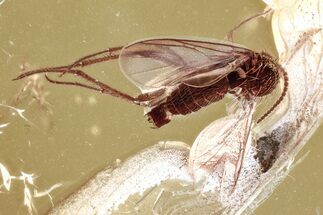 Detailed Fossil Fungus Gnat (Mycetophilidae) In Baltic Amber #367429
