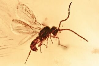 Fossil Winged Ant (Formicidae) In Baltic Amber #367430