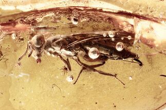 Detailed Fossil Parasitoid Wasp (Pteromalidae) In Baltic Amber #367443