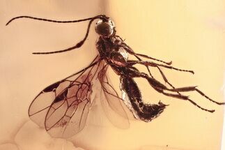 Detailed Fossil Parasitoid Wasp (Braconidae) in Baltic Amber #367444