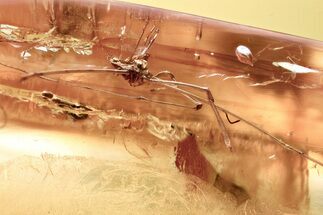 Fossil Daddy Long-Leg, True Midge, and Springtail in Baltic Amber #367455