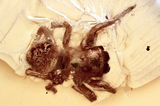 Small Fossil Jumping Spider (Salticidae) In Baltic Amber #367474
