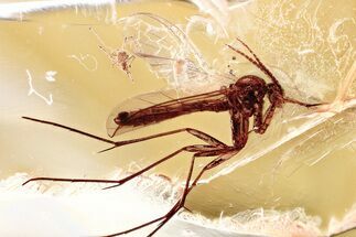 Detailed Fossil Fungus Gnat and Mite In Baltic Amber #367504