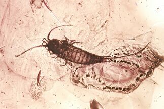 Detailed Fossil Bristletail and True Midge In Baltic Amber #367512