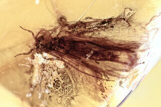 Detailed Fossil Caddisfly (Trichoptera) In Baltic Amber #367547