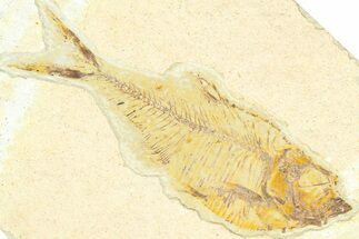 Detailed Fossil Fish (Diplomystus) - Wyoming #367560