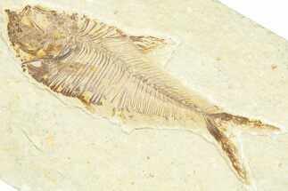 Detailed Fossil Fish (Diplomystus) - Wyoming #367563