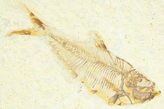 Detailed Fossil Fish (Diplomystus) - Wyoming #367564