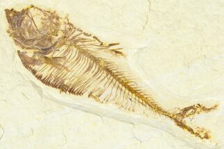 Detailed Fossil Fish (Diplomystus) - Wyoming #367577
