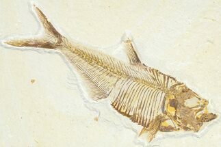 Detailed Fossil Fish (Diplomystus) - Wyoming #367581