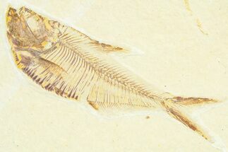 Detailed Fossil Fish (Diplomystus) - Wyoming #367585
